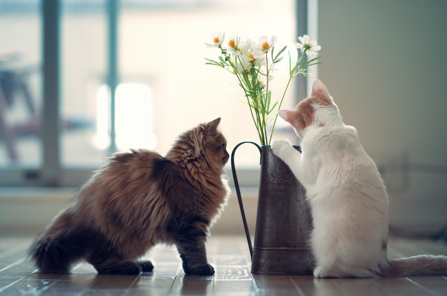 Обои картинки фото животные, коты, daisy, hannah, benjamin, torode, котята, цветы