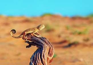 Картинка животные Ящерицы игуаны вараны дерево пустыня