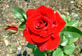 Картинка цветы розы лепестки роза бутон