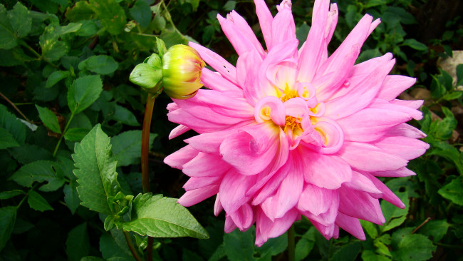 Обои картинки фото георгин, розелла, цветы, георгины