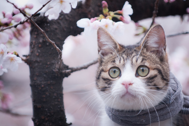 Обои картинки фото животные, коты, дерево, взгляд, мордочка, шарф, весна