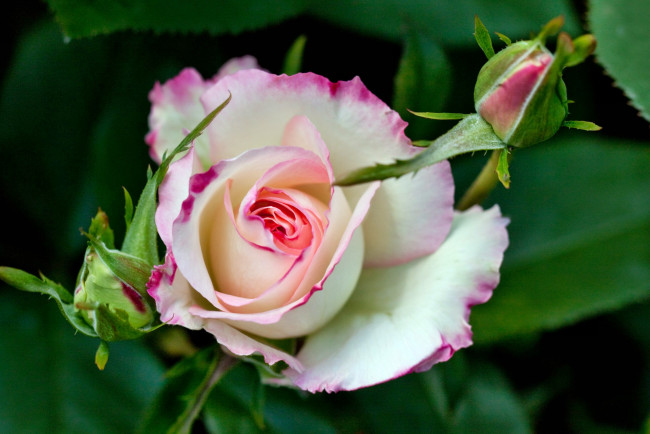 Обои картинки фото цветы, розы, бутон, роза, лепестки