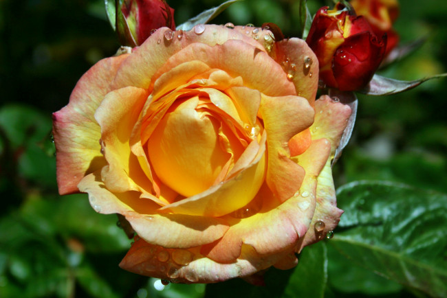 Обои картинки фото цветы, розы, лепестки, бутон, роза