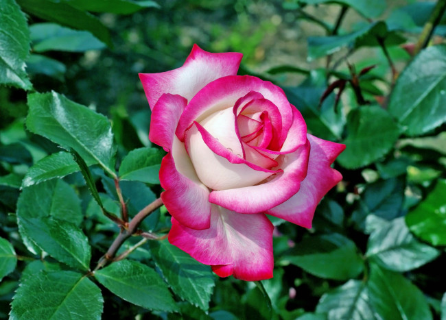 Обои картинки фото цветы, розы, лепестки, роза, бутон