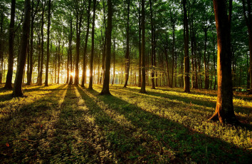 Картинка природа лес деревья трава лучи