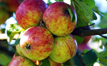 Картинка природа плоды яблоки