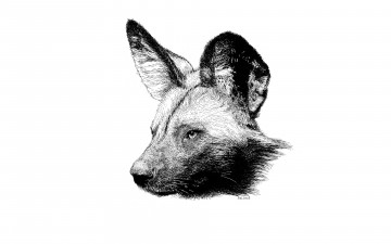 Картинка рисованное минимализм взгляд собака гиеновидная хищник