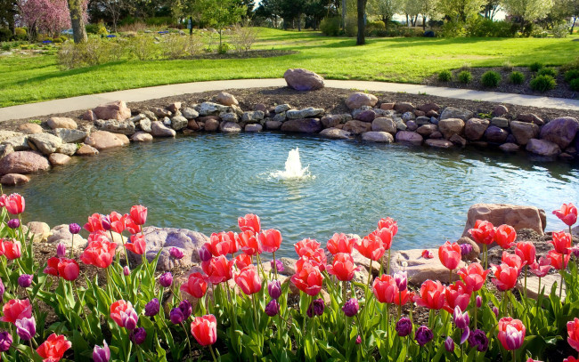 Обои картинки фото природа, парк, водоем, камни, фонтан, тюльпаны