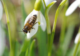 Картинка животные пчелы +осы +шмели цветение флора пробуждение природа цветы подснежники насекомые мухи галантус весна апрель