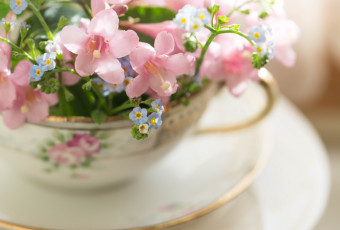 Картинка цветы букеты +композиции нежность чашка макро розовый блюдце