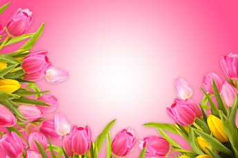 Картинка цветы тюльпаны fresh love pink розовый фон romantic tulips flowers