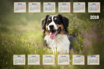обоя календари, животные, растения, взгляд, собака