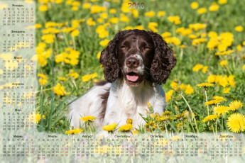 Картинка календари животные собака взгляд цветы