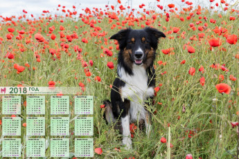 обоя календари, животные, собака, взгляд, цветы