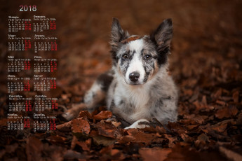обоя календари, животные, собака, взгляд, листва
