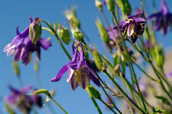 Картинка цветы аквилегия+ водосбор аквилегия водосборник красота лето небо природа растения фиолетовый цвет флора