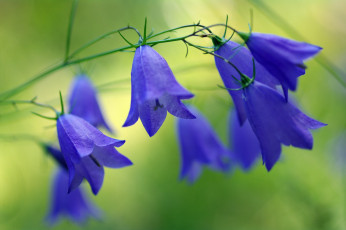 Картинка цветы колокольчики флора синий цвет растения природа полевые лето лес красота июль