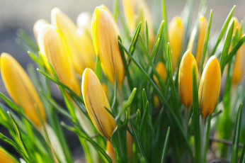 обоя цветы, крокусы, апрель, весна, дача, жёлтый, цвет, красота, луковичные, макро, первоцветы, природа, радость, растения, флора