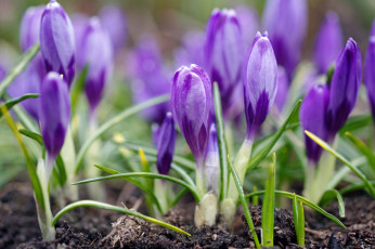 Картинка цветы крокусы флора сиреневый цвет луковичные красота дача весна апрель растения радость природа первоцветы макро