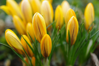 Картинка цветы крокусы природа первоцветы макро луковичные красота флора растения радость весна апрель жёлтый цвет дача