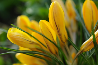 Картинка цветы крокусы растения радость природа первоцветы луковичные весна май макро флора красота жёлтый цвет дача