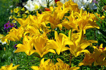Картинка цветы лилии +лилейники дача жёлтый цвет июль красота лето луковичные пестики природа растения тычинки флора