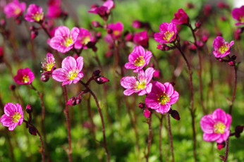 Картинка цветы макро май красота камнеломка дача весна множество природа растения розовый цвет флора цветущий мох
