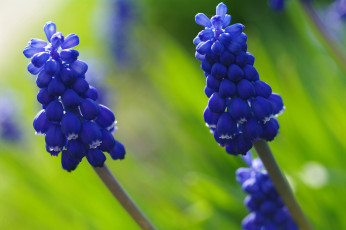 Картинка цветы мускари цветок синий цвет флора мышиный гиацинт природа растения макро май луковичные красота весна дача