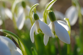 Картинка цветы подснежники +белоцветники +пролески апрель белый цвет весна галантус дача луковичные нежность первоцветы природа растения флора
