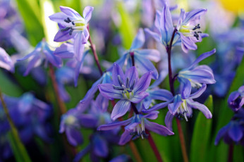 Картинка цветы подснежники +белоцветники +пролески природа макро первоцветы множество май дача красота весна tanyusha пролески радость растения флора синий цвет