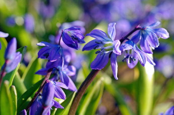 Картинка цветы подснежники +белоцветники +пролески апрель весна дача красота макро нежность первоцветы природа пролески радость растения синий цвет флора
