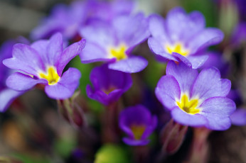 Картинка цветы примулы флора сиреневый цвет растения пробуждение природа первоцветы примула макро красота дача весна апрель