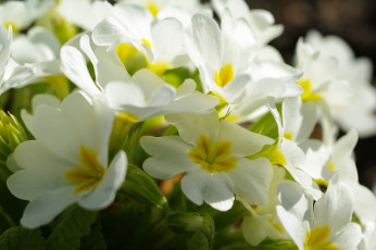 Картинка цветы примулы нежность первоцветы красота дача весна белый цвет белоснежность апрель флора растения пробуждение природа примула