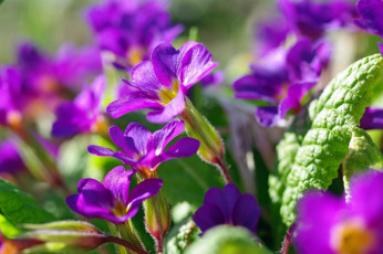 Картинка цветы примулы примула первоцветы макро красота дача весна апрель флора фиолетовый цвет растения пробуждение природа