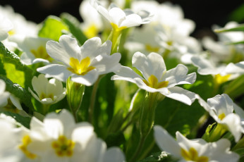 Картинка цветы примулы весна белый цвет дача красота белоснежность растения флора примула первоцветы май нежность природа пробуждение