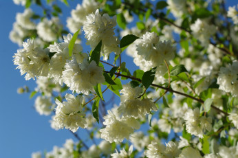 Картинка цветы жасмин белоснежность белый цвет дача декоративные кустарники красота лето небо нежность природа флора цветение