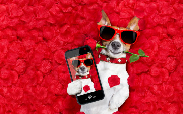 обоя юмор и приколы, лепестки, love, dog, rose, собака, petals, hearts, funny, valentine, romantic