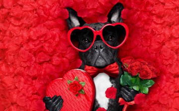 обоя юмор и приколы, romantic, лепестки, love, dog, красные, розы, собака, petals, hearts, funny, valentine, rose