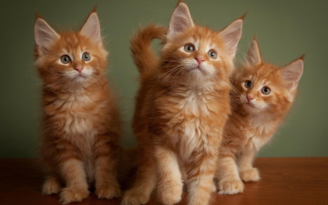 Картинка животные коты три милых котёнка рыжих