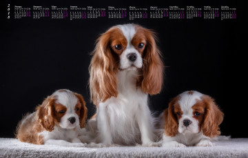 Картинка календари животные собака взгляд трое