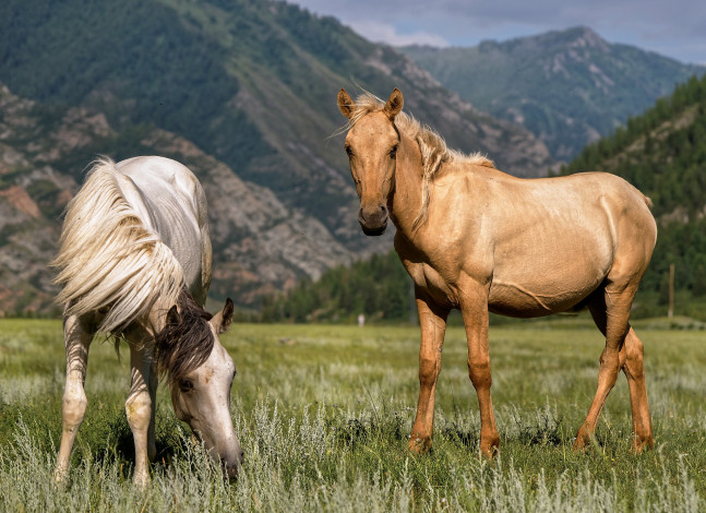 Обои картинки фото животные, лошади, алтай, пейзаж