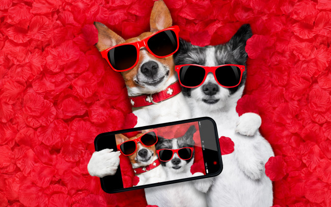 Обои картинки фото юмор и приколы, dog, love, rose, romantic, лепестки, собака, petals, hearts, funny, valentine