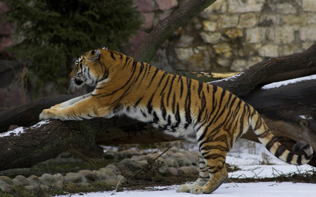 Обои картинки фото животные, тигры, деревья, снег