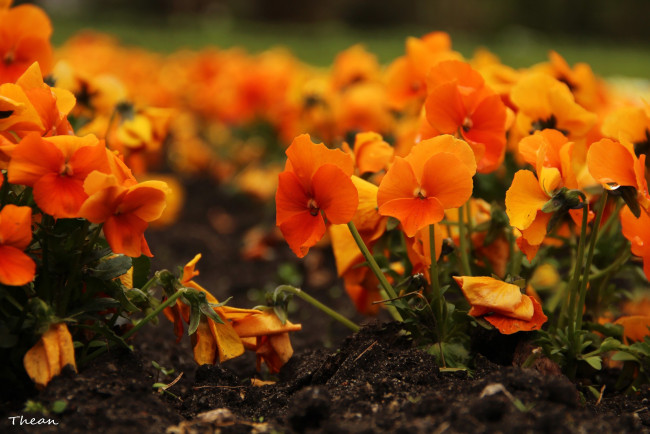 Обои картинки фото цветы, анютины глазки , садовые фиалки, оранжевый