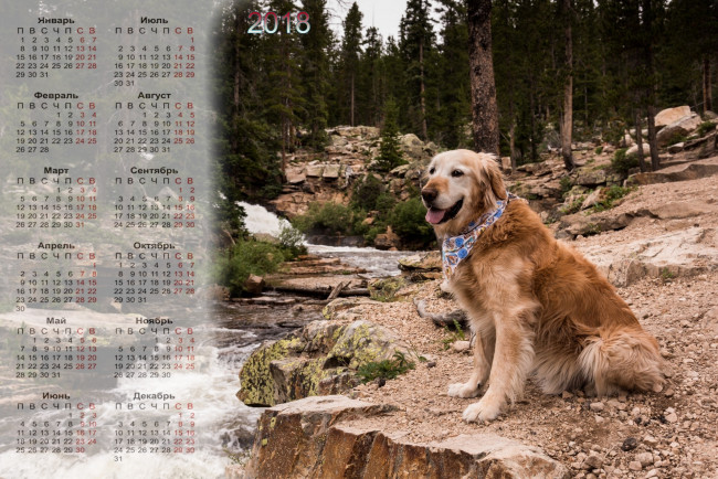 Обои картинки фото календари, животные, собака, водоем, деревья