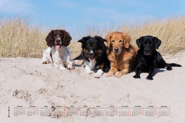 Обои картинки фото календари, животные, собака, взгляд, четверо, песок, трава