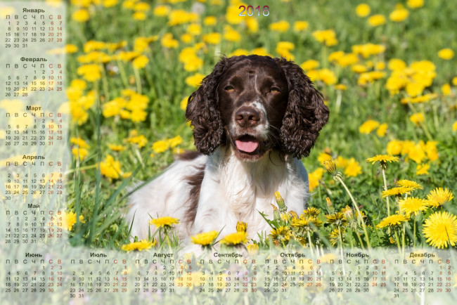 Обои картинки фото календари, животные, собака, взгляд, цветы