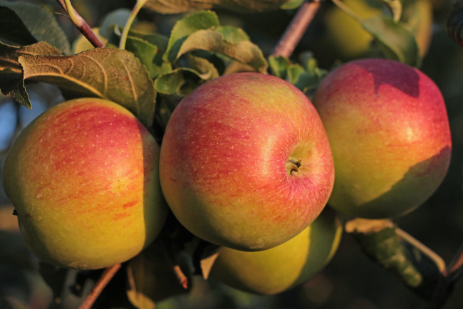 Обои картинки фото природа, плоды, красота, осень, сад, тамбов, тамбовская, область, яблоки