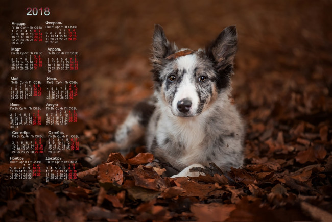 Обои картинки фото календари, животные, собака, взгляд, листва