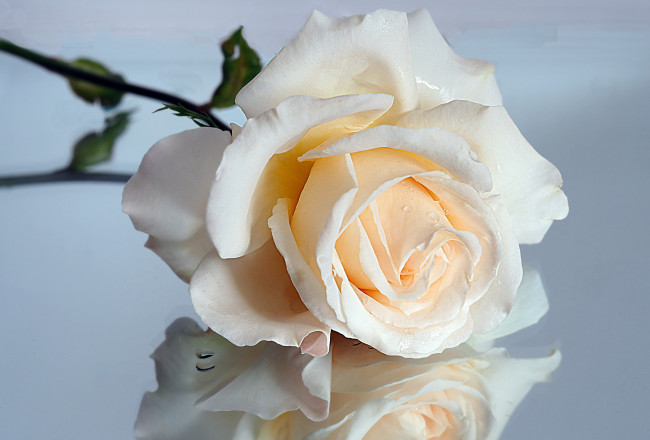 Обои картинки фото цветы, розы, роза, отражение, макро, кремовый